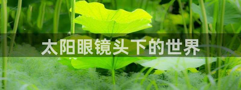 新宝5策略